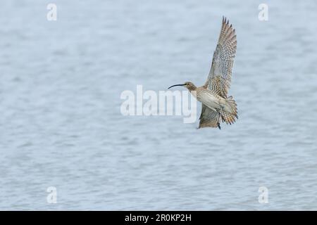 Eurasischer Curlew, der über die Wasseroberfläche fliegt, Wildtierszene Stockfoto