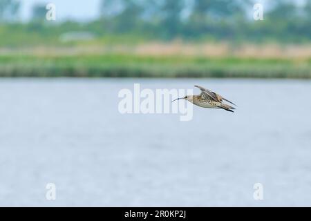 Eurasischer Curlew, der über die Wasseroberfläche fliegt, Wildtierszene Stockfoto