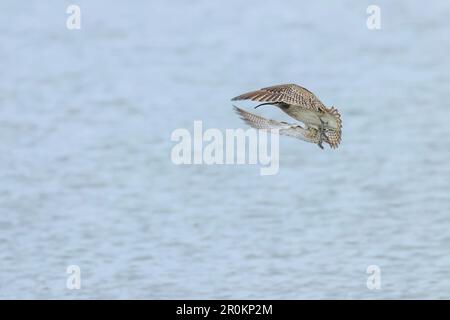 Eurasischer Curlew, der über die Wasseroberfläche fliegt, Wildtierszene Stockfoto