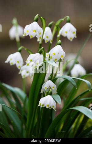 Frühlingsschneeflocke (Leucojum vernum), Oberes Donautal, Fridingen, Bezirk Tuttlingen, Baden-Württemberg, Deutschland Stockfoto