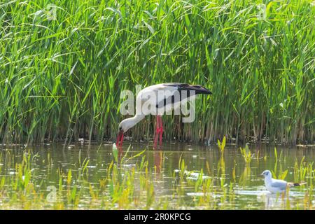 Storchenfütterung durch das Reeds: Feuchtgebiet Wildlife Scene Stockfoto