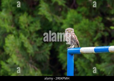 Kleine Eule hoch oben auf einer blau-weißen Stange Stockfoto