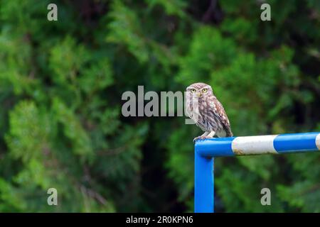 Kleine Eule hoch oben auf einer blau-weißen Stange Stockfoto