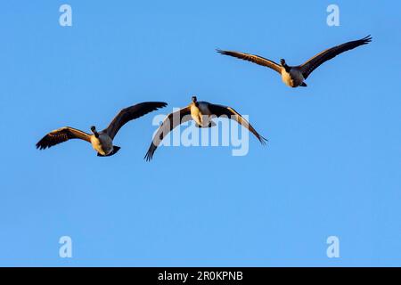 Drei Schneegänse im Flug, Bosque del Apache National Wildlife Refuge, New Mexico, USA Stockfoto