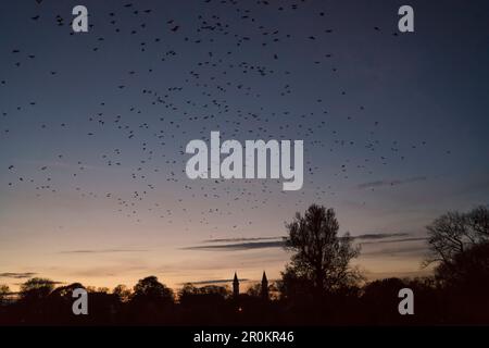 Eine Schar Krähen am Himmel in der Dämmerung im Spätherbst über dem Englischen Garten, im Hintergrund können Sie die Kirche St. sehen Ludwig, München, Oberbayern Stockfoto