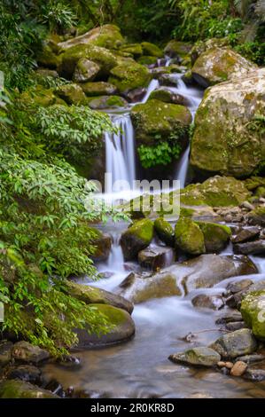 Der Bach fließt durch den üppig grünen Wald. Toller Ort für einen Spaziergang im Sommer. Im Sommer strömen kleine Wasserfälle entlang der Steine auf dem Berg. Stockfoto