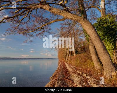 Blick entlang der Ostküste des Starnberger Sees in nördlicher Richtung im Spätherbst, Ambach, Oberbayern, Deutschland Stockfoto