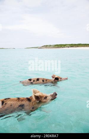 EXUMA, Bahamas. Schwimmen Schweine am grossen Major Cay. Stockfoto