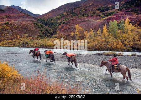 USA, Alaska, Cantwell, Pferderücken im Jack River Valley am Fuße der Alaska Range mit Gunter Wamser und Sonja Endlweber Stockfoto