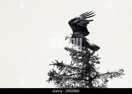 USA, Alaska, Homer, China Poot Bay, Kachemak Bay, Ein Weißkopfseeadler in den Bäumen in der Nähe der Kachemak Bay Wilderness Lodge, (B&W) Stockfoto