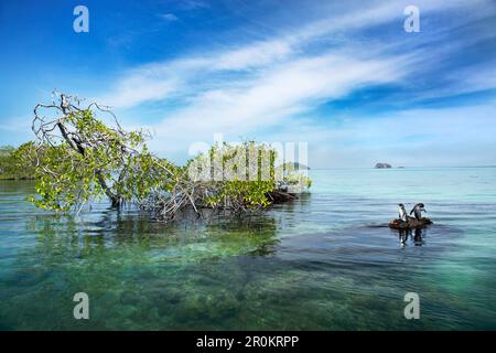 GALAPAGOS INSELN, ECUADOR, Isabela Insel, Pinguine auf den Felsen in der Elisabeth Bucht gesehen Stockfoto