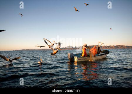 MEXIKO, Baja, Magdalena Bay, Pazifik, Fischer werden von Pelikanen in der Bucht überschwemmt Stockfoto