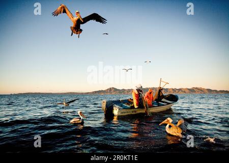 MEXIKO, Baja, Magdalena Bay, Pazifik, Fischer werden von Pelikanen in der Bucht überschwemmt Stockfoto