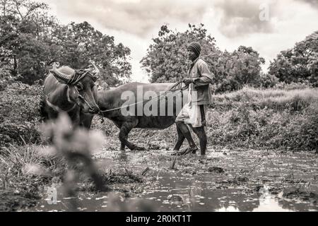 Indonesien, Flores, ein Mann seine Kühe im Kreis durch den Schlamm seiner Paddocks für die Anpflanzung von Reis vorzubereiten, Dintor Dorf Stockfoto