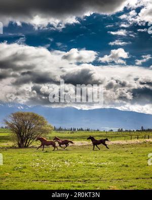 USA, Oregon, Enterprise, Pferde trocknen nach dem Regen aus, die Snyer Ranch im Nordosten von Oregon mit Blick auf die Eagle Cap Wilderness und die Wa Stockfoto