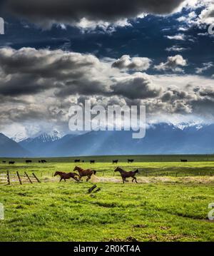 USA, Oregon, Enterprise, Pferde trocknen nach dem Regen aus, die Snyer Ranch im Nordosten von Oregon mit Blick auf die Eagle Cap Wilderness und die Wa Stockfoto