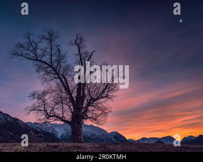 Ein Baum auf einem Hügel bei der Blue Hour mit Blick auf das Karwendel- und Wettersteingebirge, Eschenlohe, Oberbayern, Deutschland Stockfoto