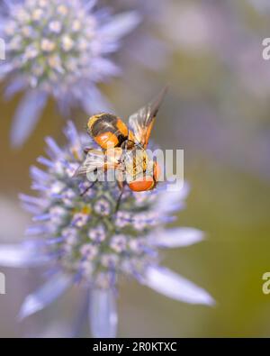 Ectophasia crassipennis, die auf Eryngium palmatum ruht - der blauen Eryngo, der flachen Seehöhle oder der Edeldistel Stockfoto