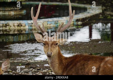 Eine Gruppe von Rehen in der Natur Stockfoto