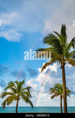 Atlantik, Palmen mit Regenbogen, San Juan, Puerto Rico, Karibik, USA Stockfoto
