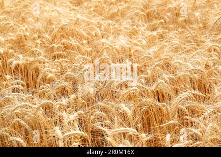 Wunderschöner Blick auf das landwirtschaftliche Feld mit reifen Weizenspitzen Stockfoto