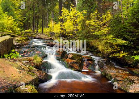 Fluss durch die Bode-Schlucht im Herbst, Sachsen-Anhalt, Deutschland, Europa Stockfoto