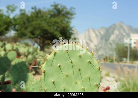 Schöner Kaktus mit Stachelbirne, der an sonnigen Tagen entlang der Straße wächst Stockfoto