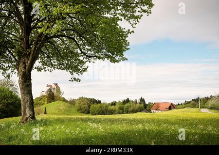 Frühlingswiesen vor dem Waldburger Schloss, Baden-Württemberg, Deutschland Stockfoto