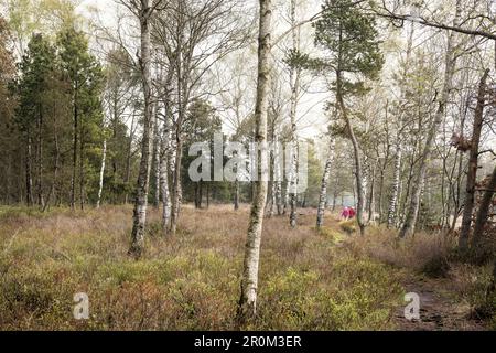 Wildschutzgebiet Wurzach Marsh, Moor Area, Bad Würzach, Landkreis Ravensburg, Baden-Württemberg, Gerany Stockfoto