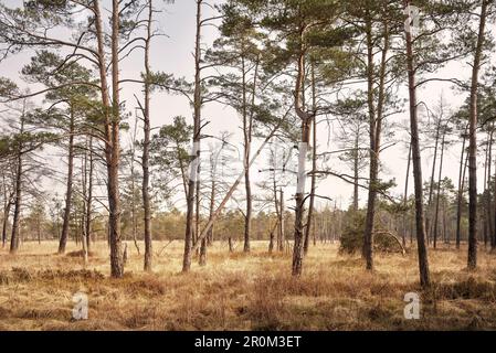 Wildschutzgebiet Wurzach Marsh, Moor Area, Bad Würzach, Landkreis Ravensburg, Baden-Württemberg, Gerany Stockfoto