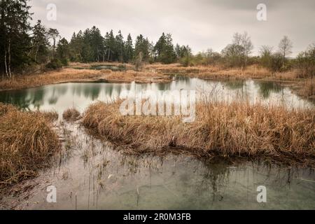 Wildschutzgebiet Wurzach Marsh, Moor Area, Bad Würzach, Landkreis Ravensburg, Baden-Württemberg, Gerany Stockfoto