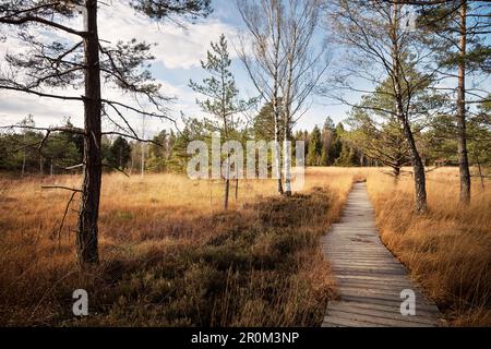 Wildschutzgebiet Wurzach Marsh, Moor Area, Bad Würzach, Landkreis Ravensburg, Baden-Württemberg, Gerany Stockfoto