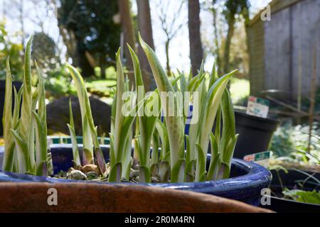 April und Hostas beginnen im Frühlingssonnenschein zu erscheinen Stockfoto