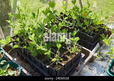 Süße Erbsen-Setzlinge im unbeheizten Gewächshaus im Moorland können gepflanzt werden. Stockfoto