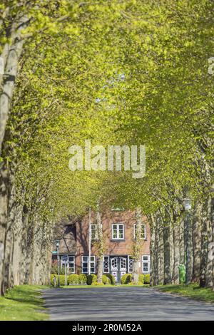 Tree Avenue in Nieblum, Nordfriesische Insel Föhr, Nordsee, Schleswig-Holstein, Norddeutschland, Deutschland, Europa Stockfoto