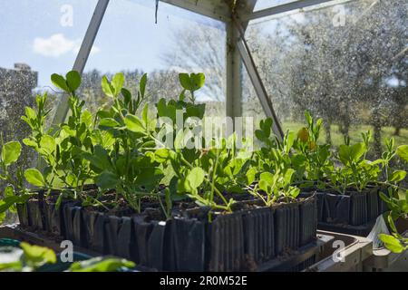 Süße Erbsen-Setzlinge im unbeheizten Gewächshaus im Moorland können gepflanzt werden. Stockfoto