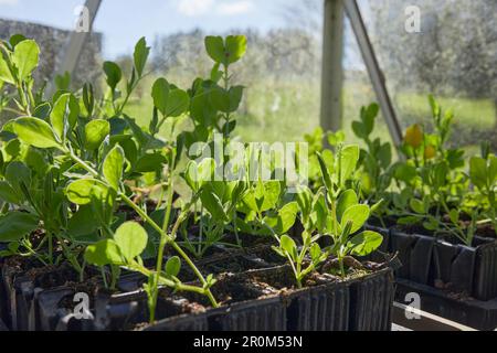 Süße Erbsen-Setzlinge im unbeheizten Gewächshaus im Moorland können gepflanzt werden. Stockfoto