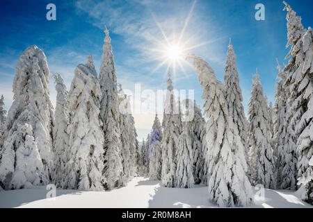 Schneebedeckte Fichten (Picea) im Winter, Feldberg, Todtnauberg, Schwarzwald, Baden-Württemberg, Deutschland Stockfoto