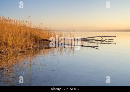 Reed am Ammersee, Herrsching, Fünfseenland, Oberbayern, Bayern, Deutschland Stockfoto