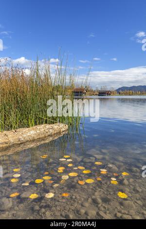 Herbst auf dem Kochelsee mit Blick auf die bayerischen Voralpen, Schlehdorf, Tölzer Land, Oberbayern, Bayern, Deutschland Stockfoto