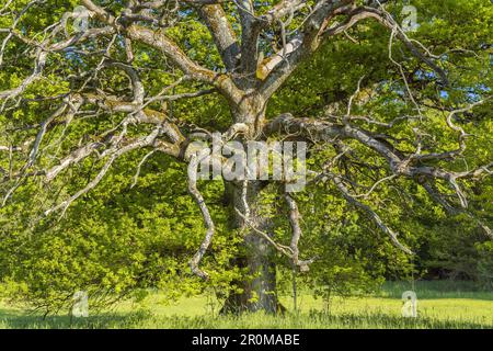 Eiche im Bernrieder-Park, Bernried, Oberbayern, Bayern, Deutschland Stockfoto