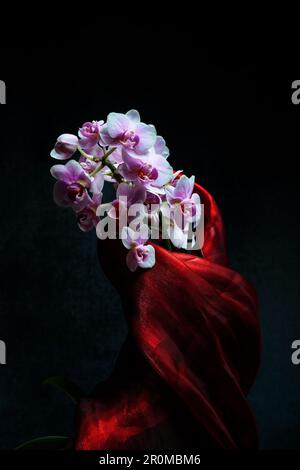 Rosa Orchidee in roter Seide eingewickelt. Stockfoto