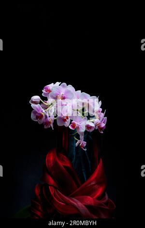 Rosa Orchidee in roter Seide eingewickelt. Stockfoto