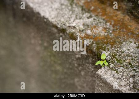 Eine Blume wächst aus Asphalt, eine gelbe Blume wächst, das Konzept von Hoffnung und videorekorder Stockfoto