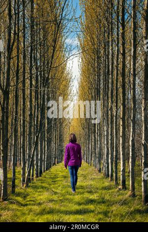 Eine Frau, die durch eine Allee von Bäumen läuft. Stockfoto