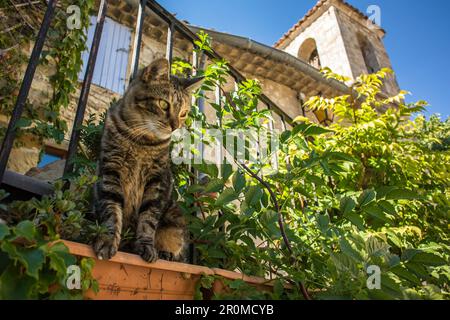 Hauskatze lauert vor einem Landhaus in Oppedette, Provence Stockfoto