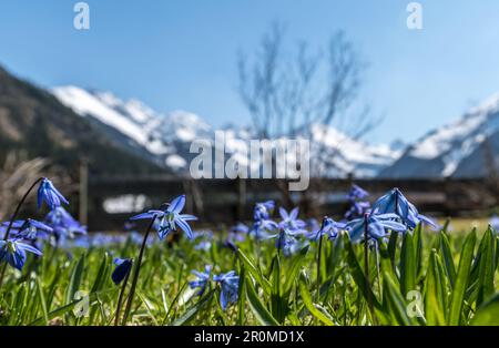 Frühlingsaufwachung mit den ersten Frühblüten der Alpen und Bergblumen, Stillachtal bei Oberstdorf in Oberallgäu Stockfoto