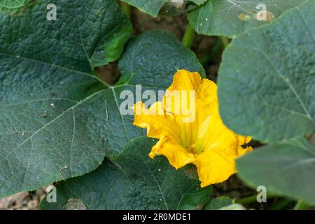 Nahaufnahme einer gelb gefärbten Kürbisblume mit seinen Blättern Stockfoto