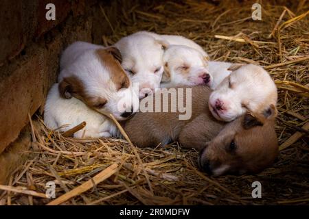 Die Hündchen fühlen sich müde Stockfoto