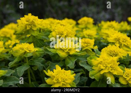 Die wunderschönen, leuchtend gelben Blumen und Armbänder von Euphorbia epithymoides (Euphorbia polychroma), auch bekannt als Polsterschwamm. Nahaufnahme von Details mit Stockfoto